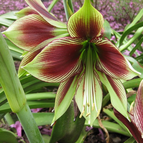 burgundy hippeastrum3.jpg