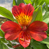 Alstroemeria3.png