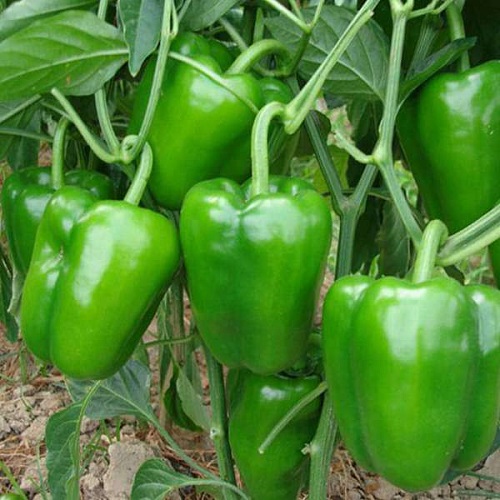 green capsicums2.jpg
