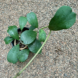 green hoya kerrii2.png