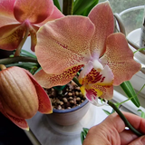 orange orchid3.png