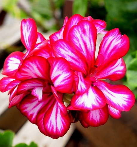 Geranium3.jpg