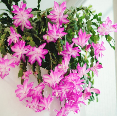 pink zygocactus 2.jpg