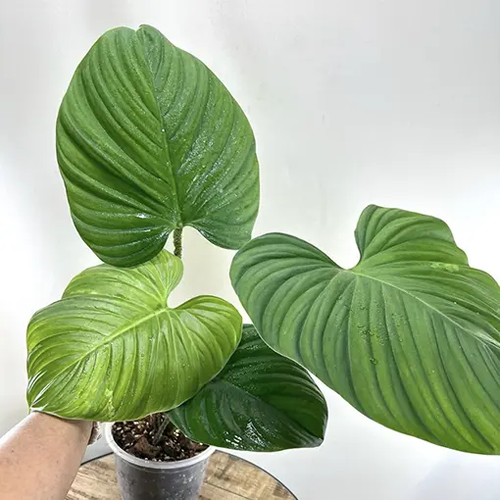 Philodendron3.png