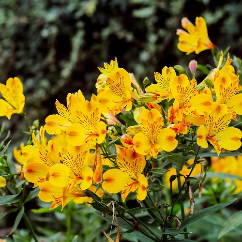 yellow alstroemeria1.jpg