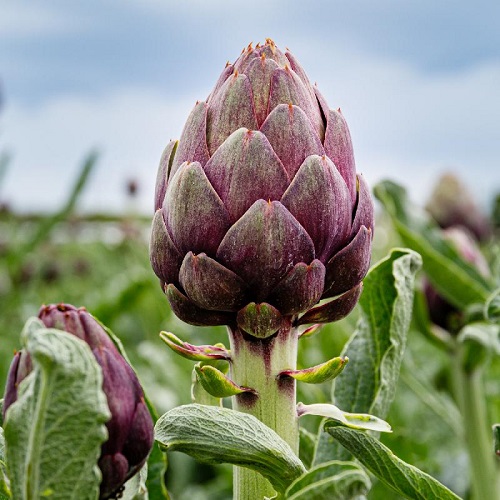 purple artichoke 3.jpg