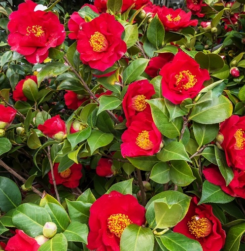 red camellia2.jpg