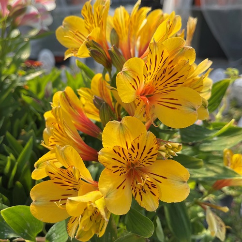 yellow alstroemeria2.jpg