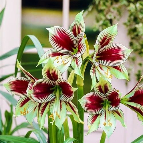 burgundy hippeastrum2.jpg