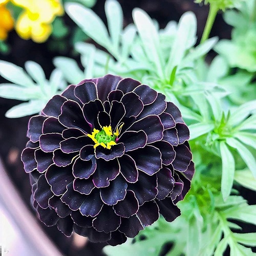 black marigold 1.jpg