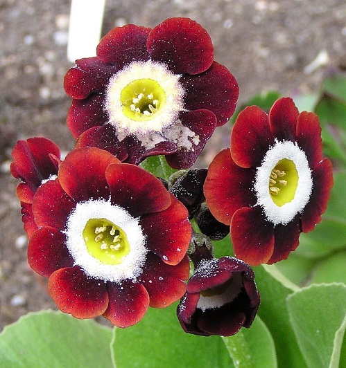 burgundy primula2.jpg