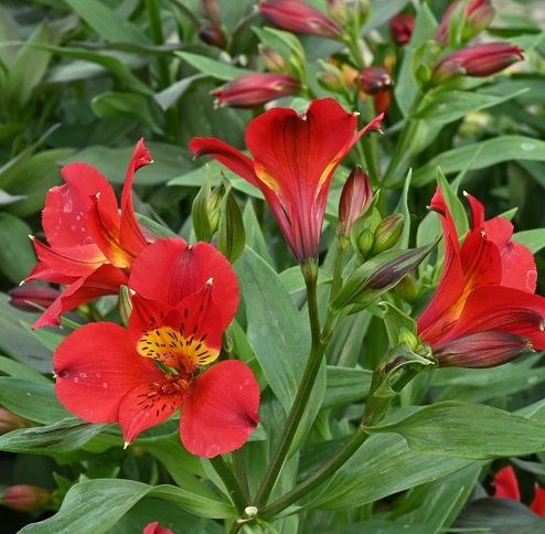 Alstroemeria2.jpg