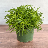 bean Peperomia2.png