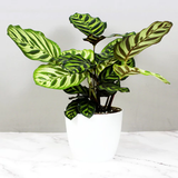calathea plant1.png