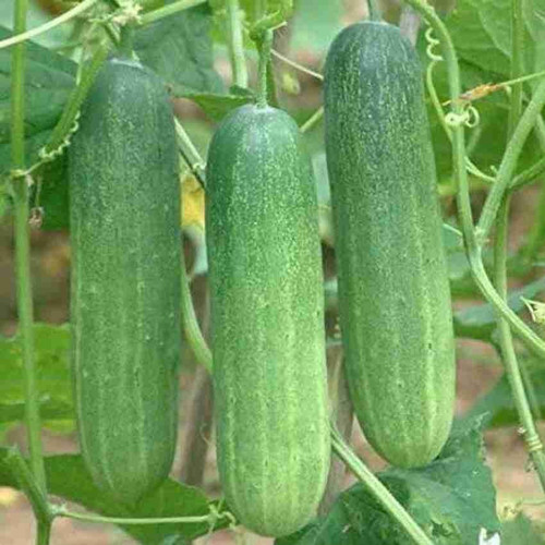 50 crispycucumberorganicopseeds.jpg
