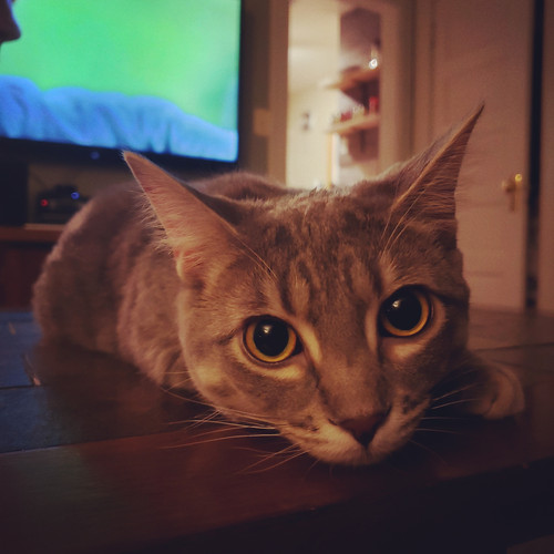 Kibby :3