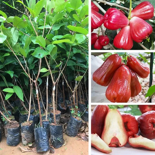 Wholesale High Quality Grafted Wax Apple Tree Seedling of Peach Fruit Tree Seedling Live Plants.jpg