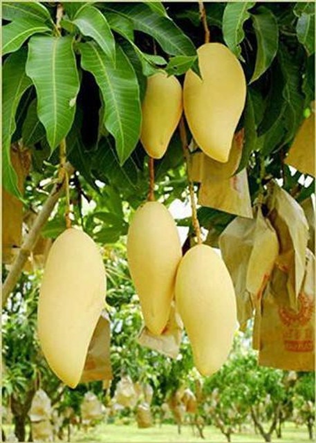 yes perennial yes mango plant 1.jpg