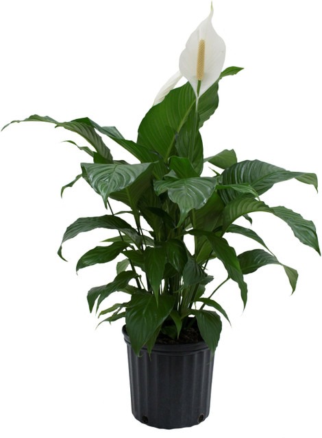 no perennial yes peace lily flow.jpg
