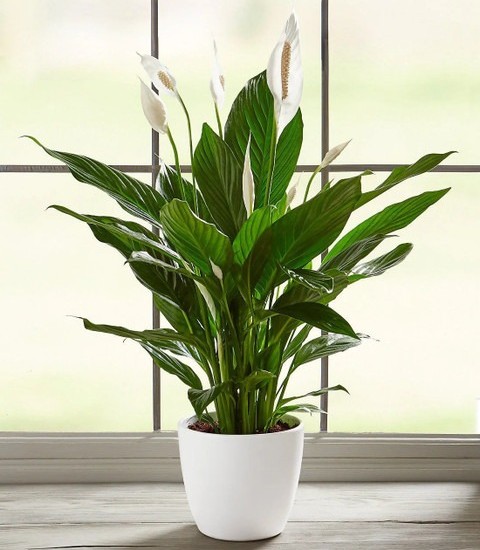 perennial no yes peace lily or s.jpg