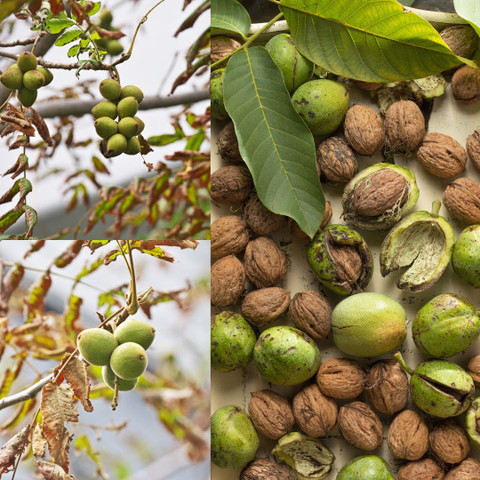 no perennial no sweet akhrot walnut grafted live plant juglans original imahev5fynxhg9ff.jpg
