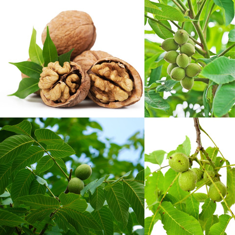 no perennial no indian walnut live plant akhrot grafted fruit original imahev5fs7emjymz.jpg