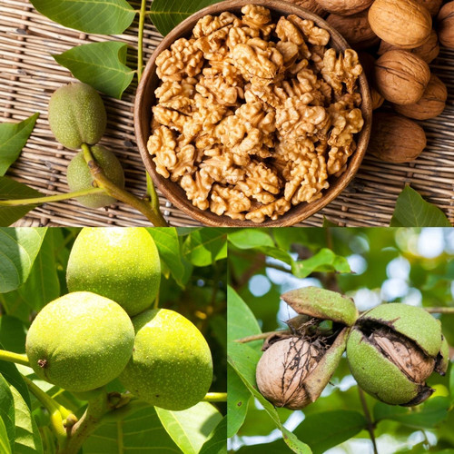 no perennial no grafted walnut tree sapling healthy akhrot fruit original imahev5fhkefthrq.jpg
