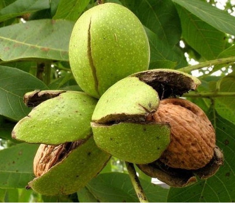 perennial no yes walnut akhrot plant 1 plastic bag globalplants original imaghfw2bpbscdeh.jpg