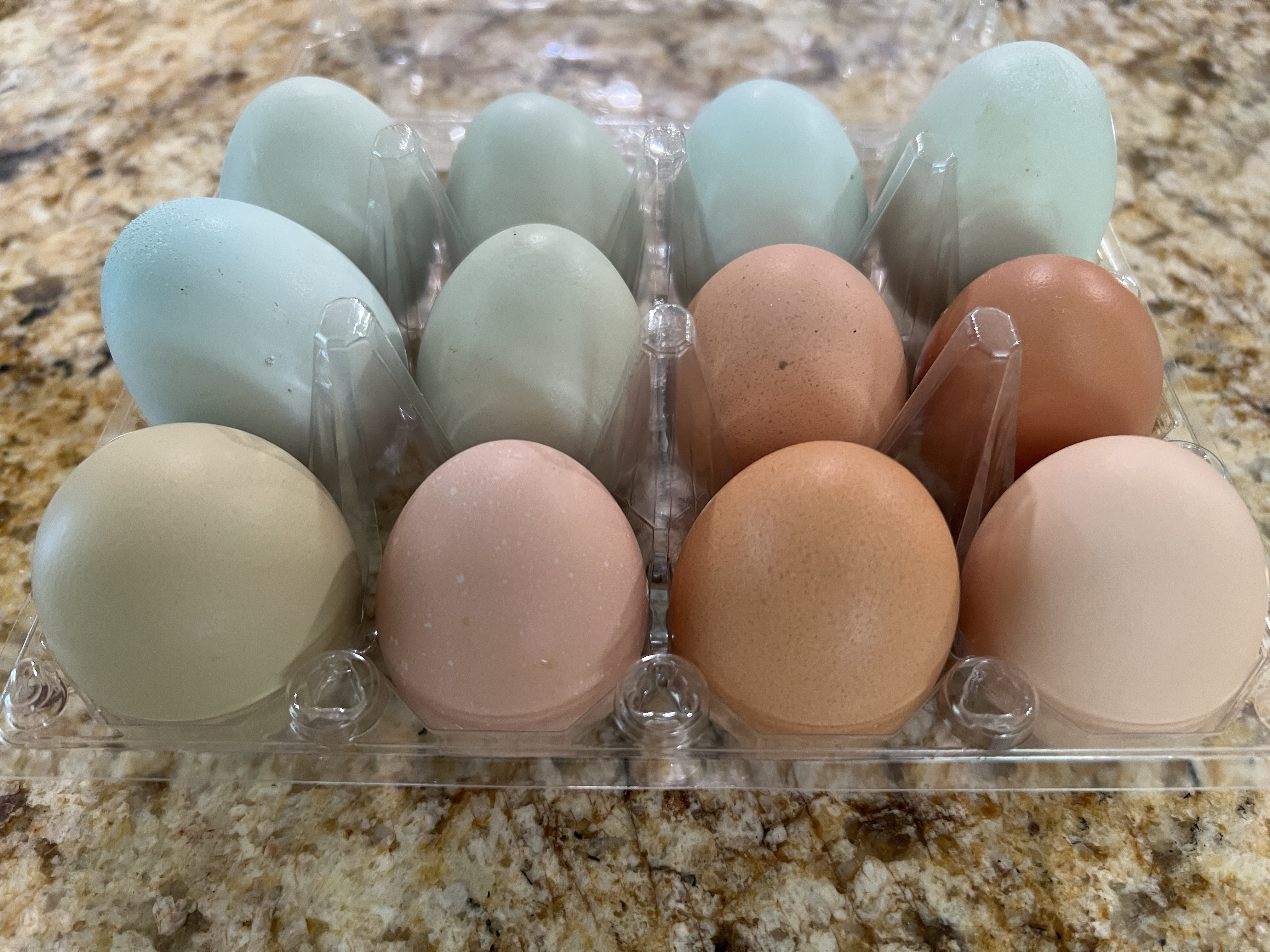Fresh colorful eggs from our farm