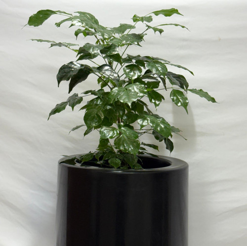 china doll plant radermachera si.jpg