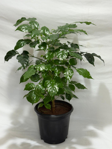 china doll plant radermachera si (2).jpg