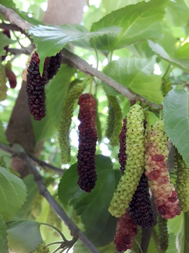 Aman satt Mulberry(shahtoot) hoshiarpur.jpg