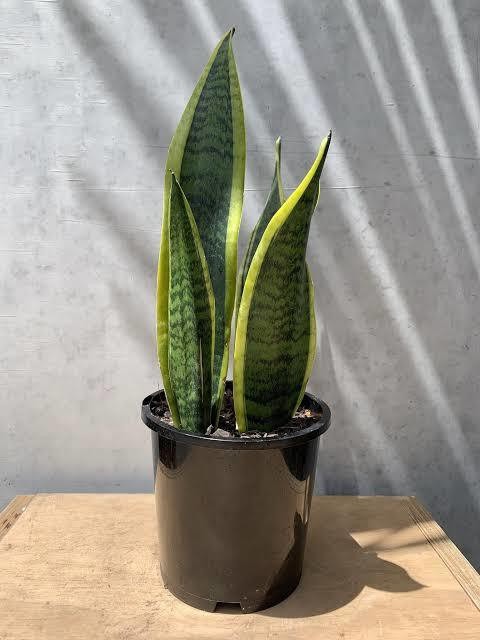 best homedecore live snake 004 0.jpg