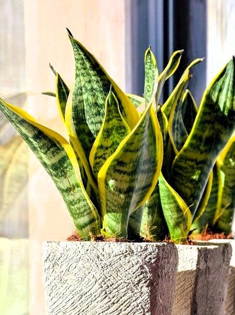 yes perennial no indoor snake li.jpg