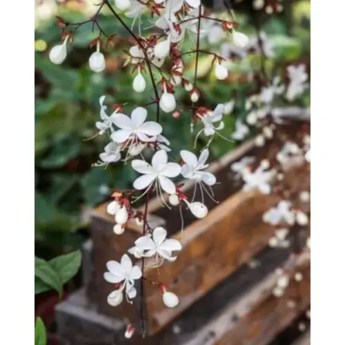 Ashokavanam Chains Of Glory Plant (Clerodendrum Wallichii) 226.webp