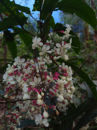 Clerodendrum schmidtii Pleiku Vietnam.jpg