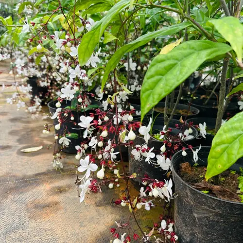 chainsofglory 10b20125 f9fb 4ac0 8a3f 5fad0588ad48.webp