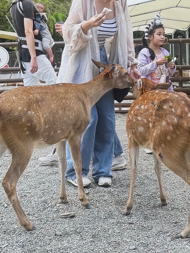 20251221 035115 DSgtSoVk 5x 03.jpg