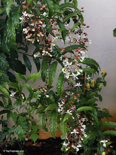 IMG 20221101 184547968clerodendrum schmidtii TA .jpg