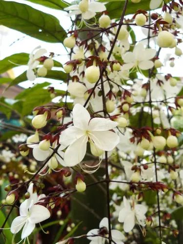 nodding clerodendron close up white flower clerodendrum wallichii merr vine flower beautiful garden .webp