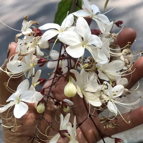 61qu z1ktBL. AC UF1000,1000 QL80 .jpg