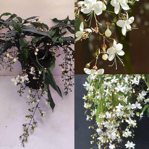 71FW5idB HL. AC UF1000,1000 QL80 (1).jpg