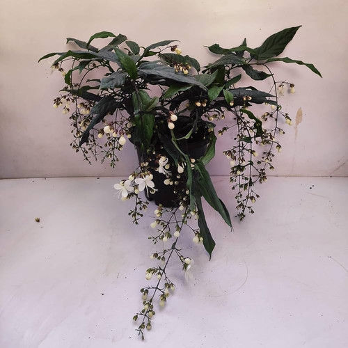 71wqInMRtCL. AC UF1000,1000 QL80 .jpg