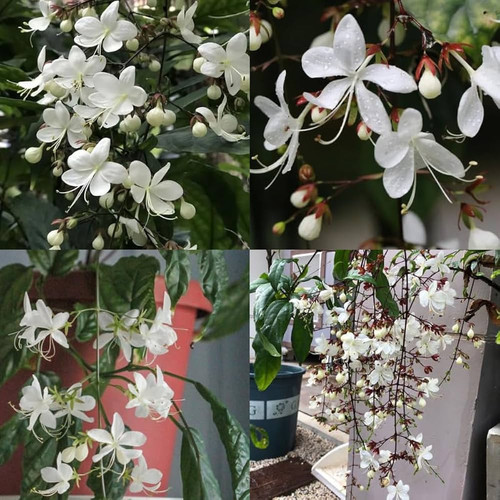 61087qeRl8L. AC UF1000,1000 QL80 .jpg