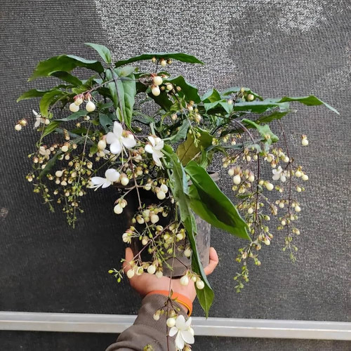 710EG1U5qYL. AC UF1000,1000 QL80 .jpg