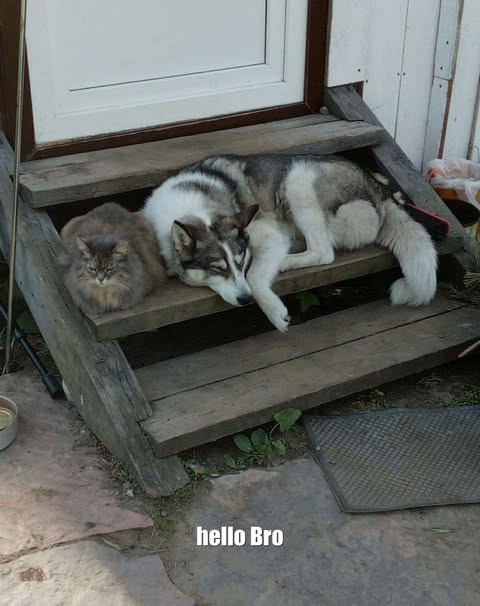 658933421 1334193475266644 8996531963496077218 n.jpg?stp=dst jpg p480x480 tt6& nc cat=100&ccb=1 7& n.jpg