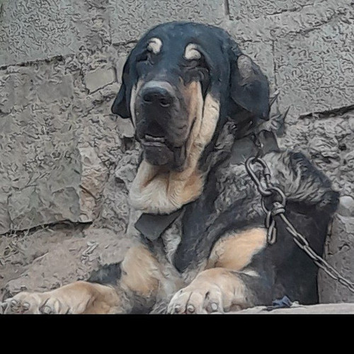 ssagayejangi.jpg