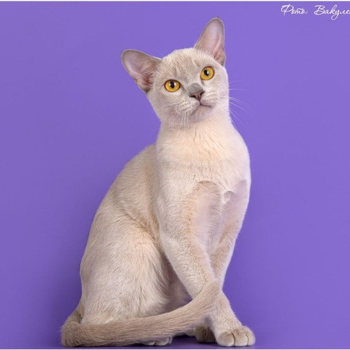 cats burmi 23.jpg