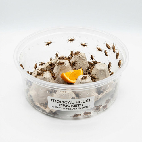 tropical house cricket gryllodes b3f67136 f555 48f1 a038 63dbfd476852.jpg