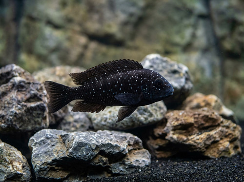 tropheus duboisi white spotted 457b6ff3 7c5b 4be5 8c9a c05b4c0dd5bc.jpg